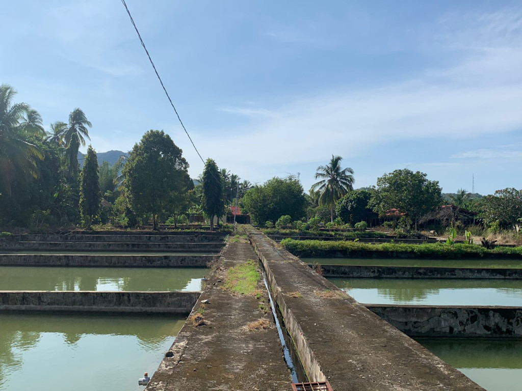 Merupakan kawasan benih bibit ikan yang dikelola oleh dinas perikanan milik pemerintah aceh selatan